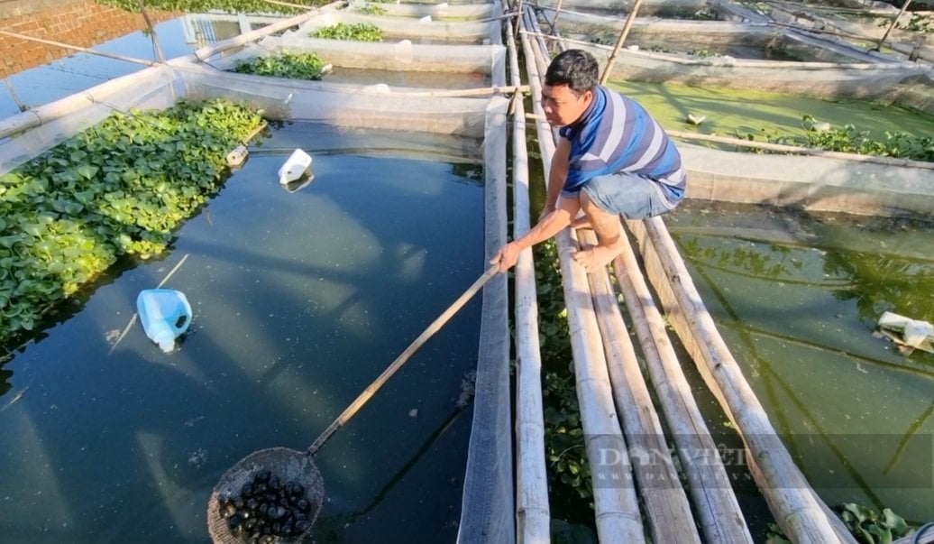 Ninh Bình: Nuôi con ốc nhồi trong tráng cước, bất ngờ thu lời gần 100 triệu/năm - Ảnh 3.