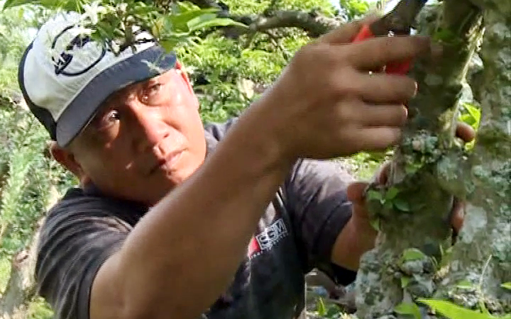 Tiền Giang: “Thu nhỏ” cây ăn trái thành cây kiểng bonsai, anh nông dân bán nửa tỷ đồng