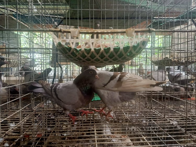 Hải Dương: Nông dân nuôi con gì mà phải cho ăn cám thảo dược, &quot;bỏ túi&quot; trăm triệu mỗi năm? - Ảnh 5.