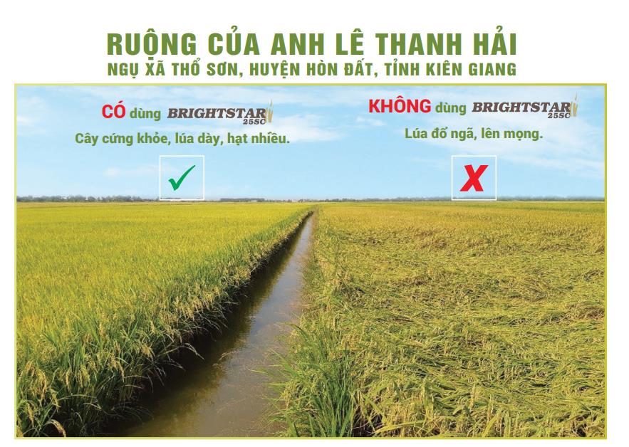 Brighstar 25SC: Giải pháp chống đổ ngã tối ưu, an toàn cho đất và cây trồng - Ảnh 3.