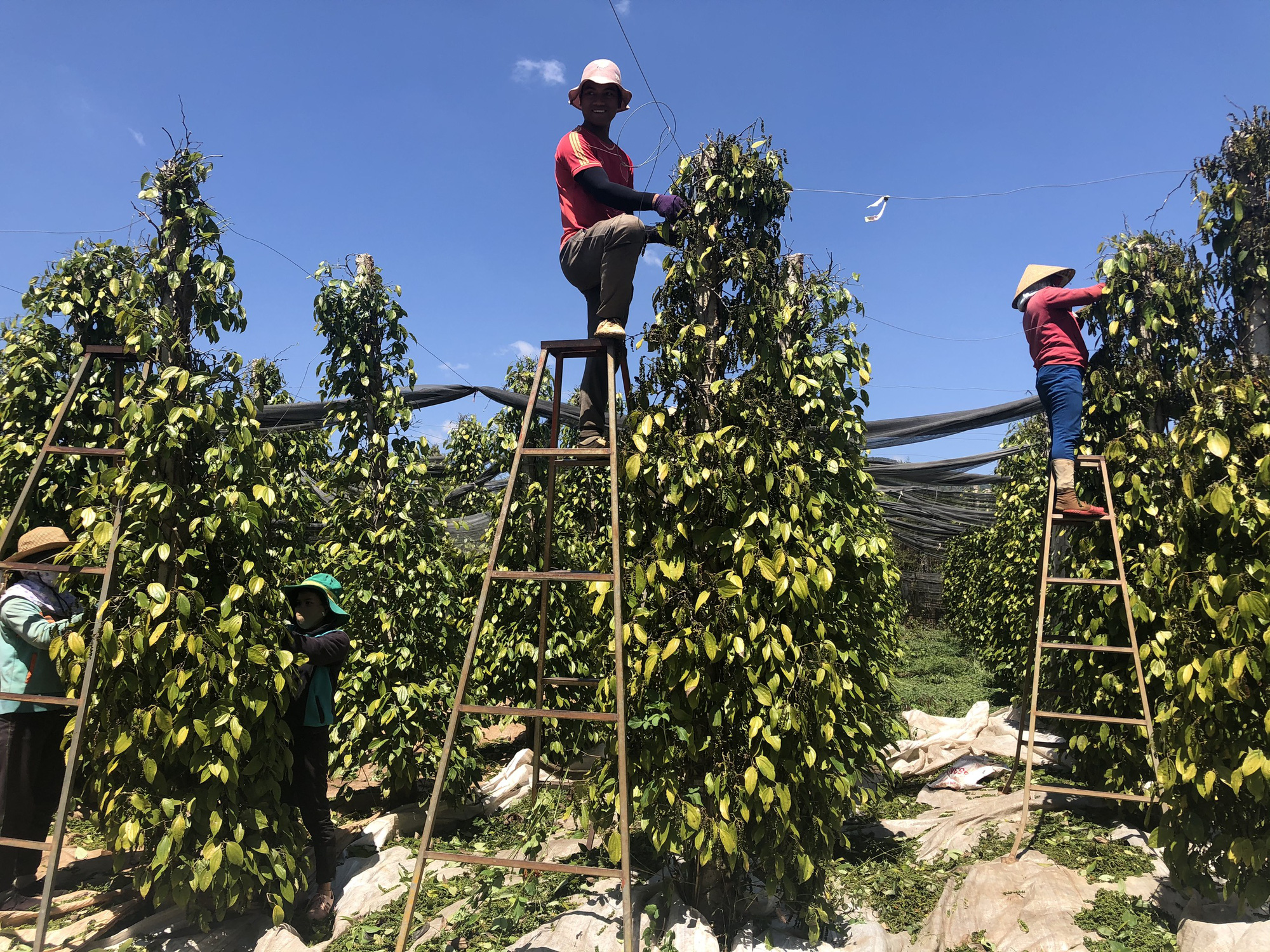 Tại sao giá tiêu đột ngột giảm tới 5.000 đồng/kg, bao giờ mới tăng trở lại? - Ảnh 1.