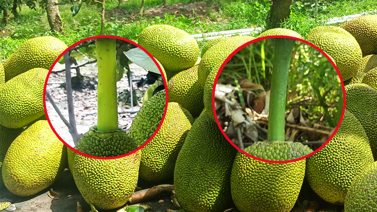 Giá mít Thái hôm nay 25/11: Tại sao cuống mít lúc màu xanh, lúc màu vàng chanh, nên chọn cuống mít màu nào? - Ảnh 1.