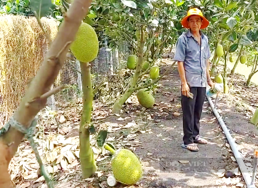 Tiền Giang: Kẹt contenner, giá mít sập sàn chỉ còn 1.000 đồng/kg - Ảnh 4.