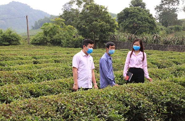 Các chương trình tín dụng chính sách ngày càng làm đẹp thêm bức tranh kinh tế xã hội ở huyện Anh Sơn, tỉnh Nghệ An - Ảnh 2.