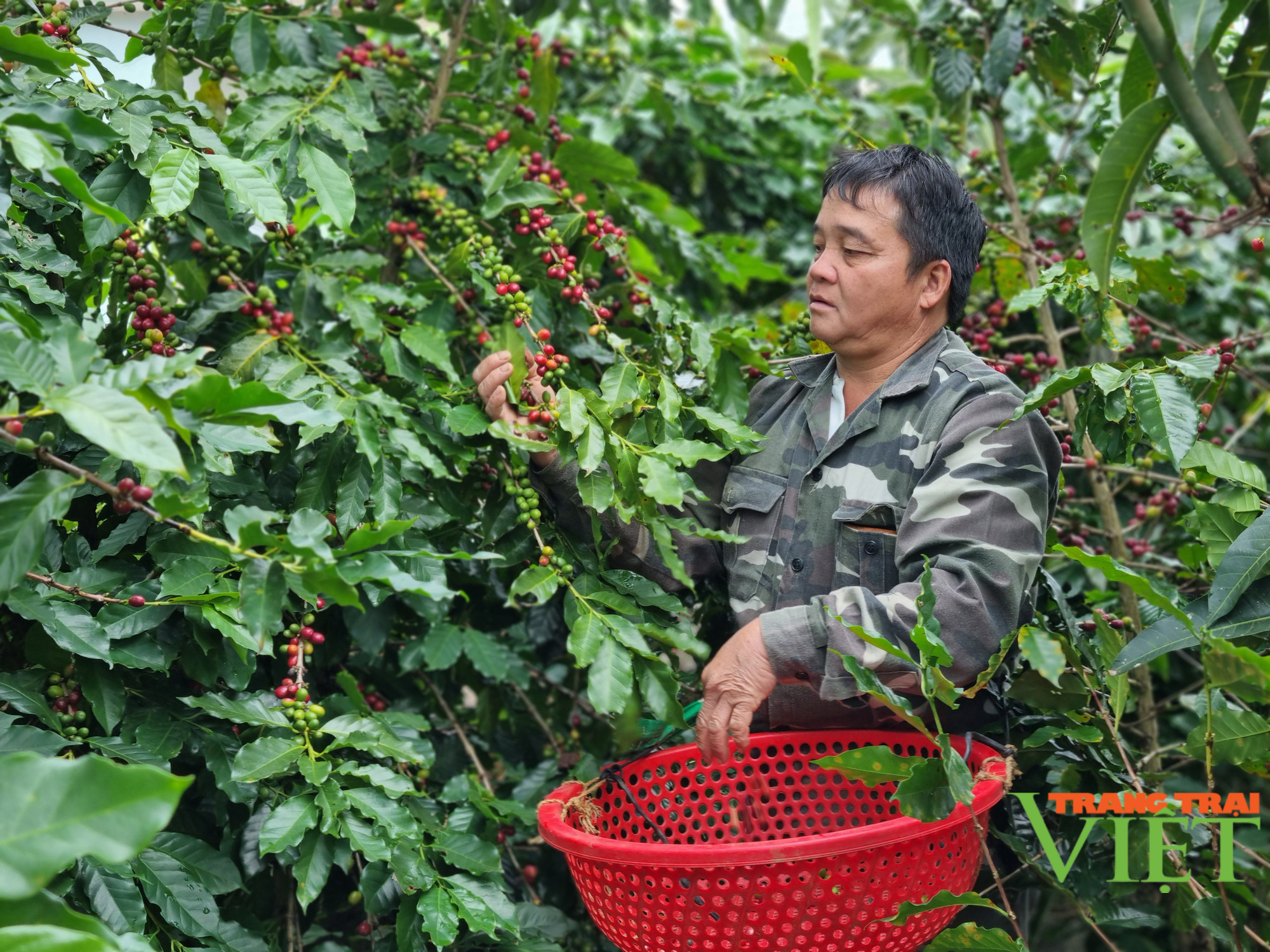 Nông dân Tây Bắc: Làm giàu từ mô hình kinh tế tổng hợp - Ảnh 2.