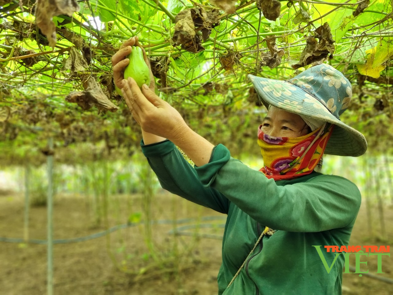 Nông dân Tây Bắc: Làm giàu từ mô hình kinh tế tổng hợp - Ảnh 4.