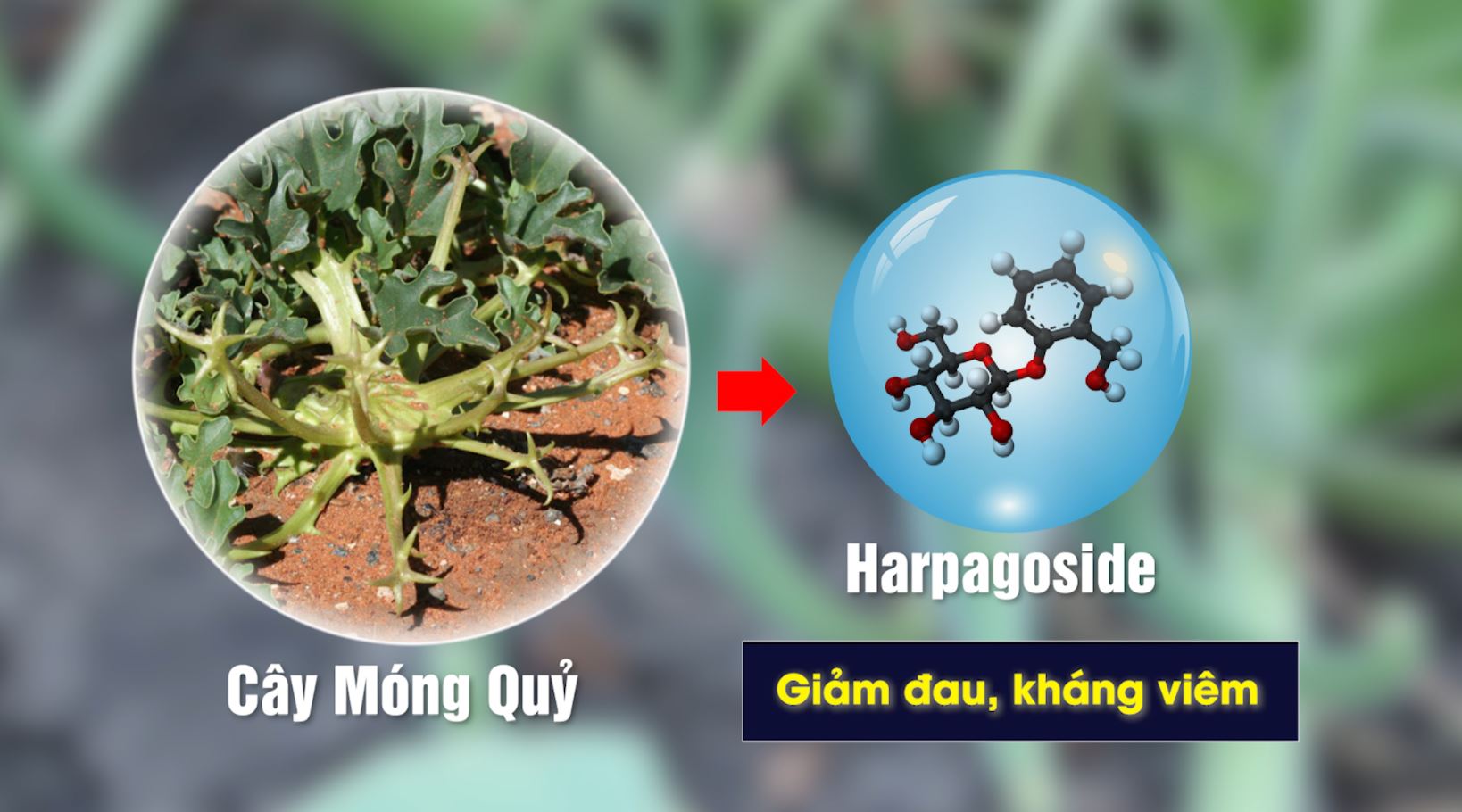 Những người bị đau khớp sẽ bất ngờ trước công dụng của loại cây này - Ảnh 3.