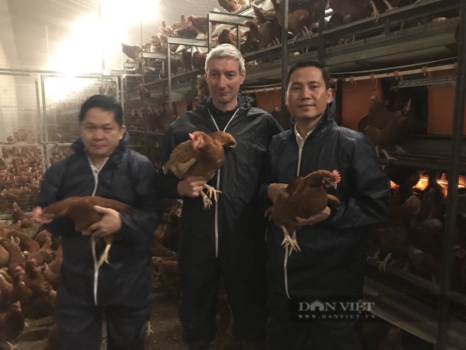 Độc nhất vô nhị: Ở nơi gà được nuôi theo tiêu chuẩn &quot;5 không&quot;, được thể hiện cảm xúc - Ảnh 2.