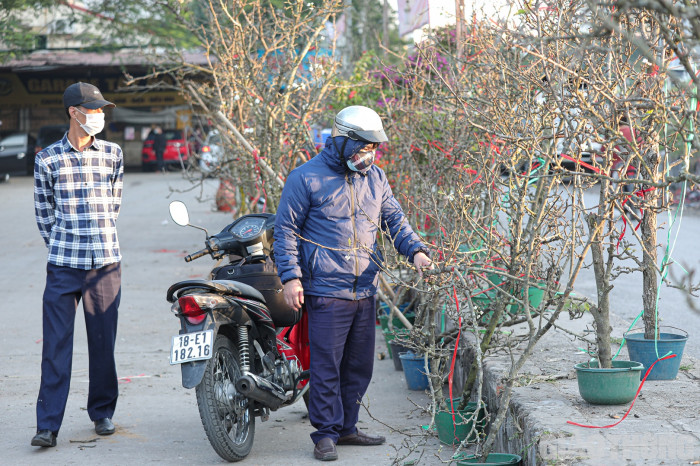 Hoa lê xuống Hà Nội phục vụ người dân chơi Tết sớm - Ảnh 7.