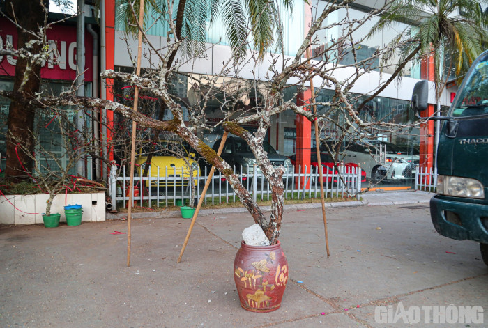 Hoa lê xuống Hà Nội phục vụ người dân chơi Tết sớm - Ảnh 3.