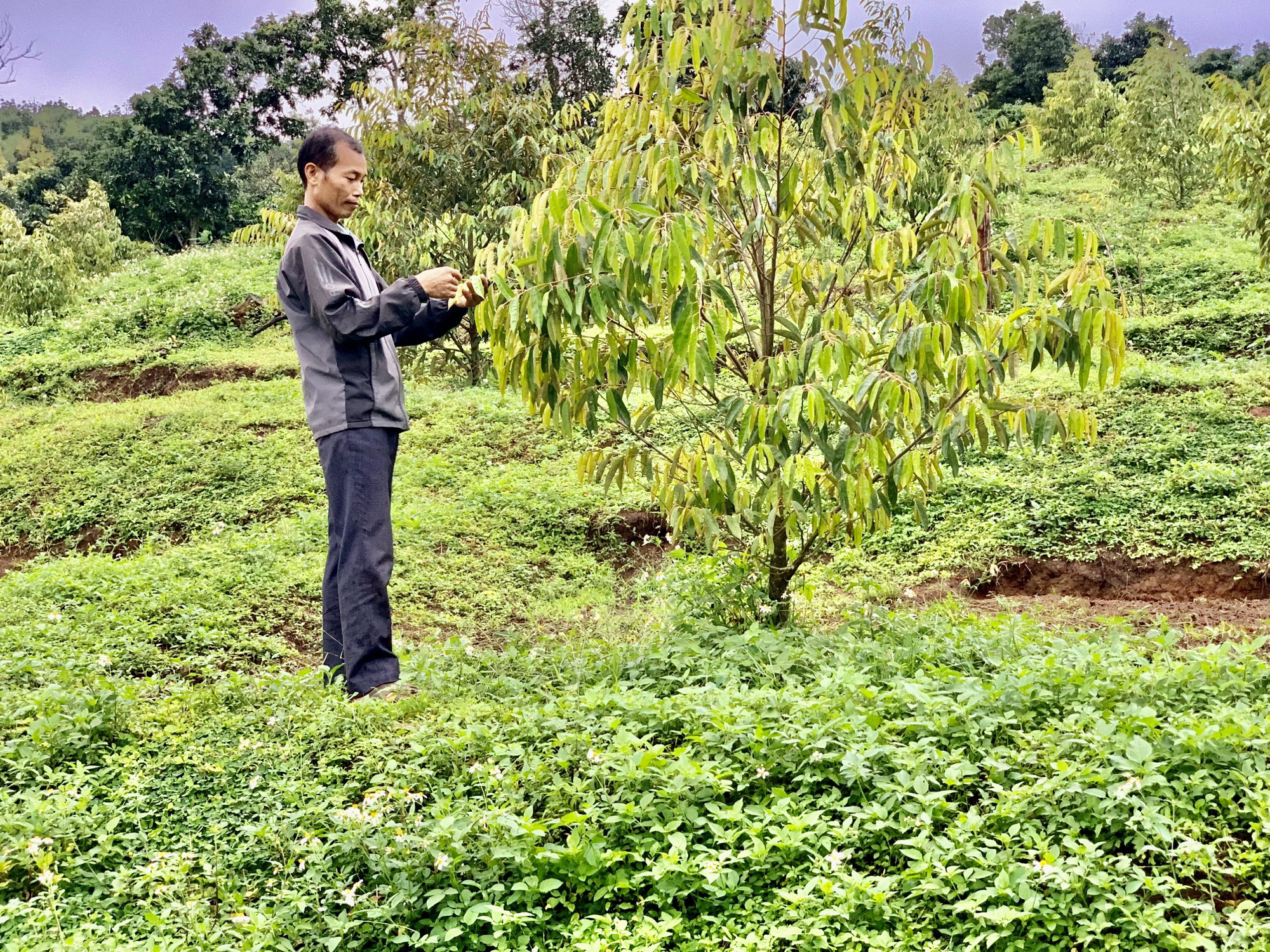 Đắk Lắk: Để cỏ trong vườn cà phê tốt um tùm, nông dân đỡ tốn tiền làm cỏ, bón phân - Ảnh 4.