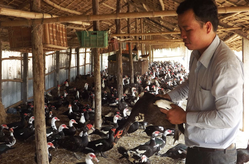 Giá vịt xiêm tăng cao, nhiều hộ dân tái đàn - Ảnh 1.