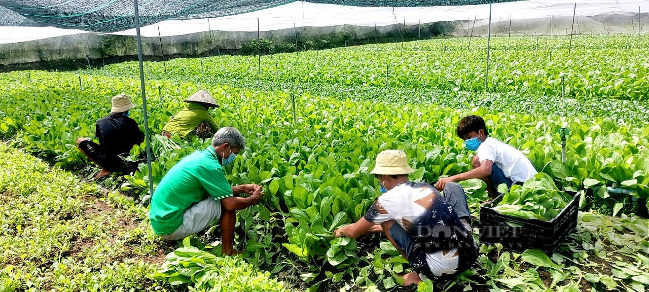 “3 cùng” làm ăn, giúp nông dân Long An vượt dịch Covid-19 ngoạn mục - Ảnh 1.