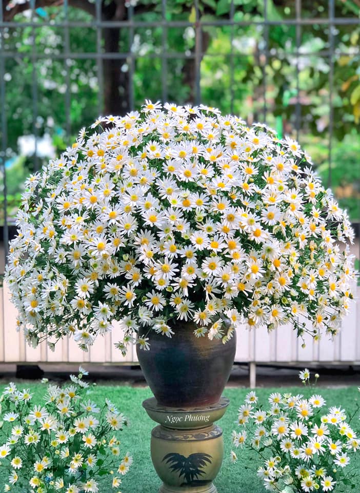t - Ảnh 3.