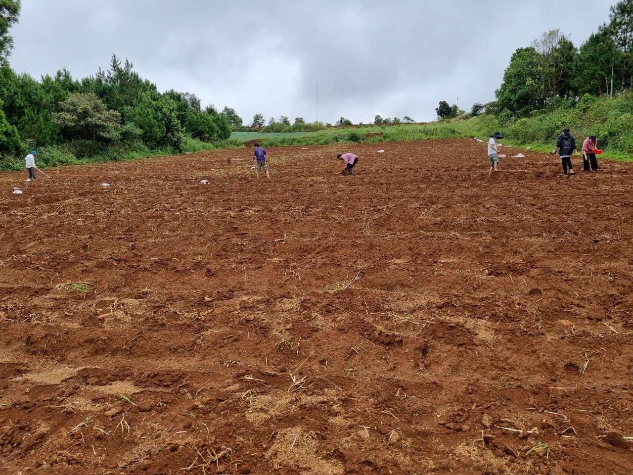Đắk Nông: 0,5ha hướng dương cắt cành, thu về trăm triệu - Ảnh 3.