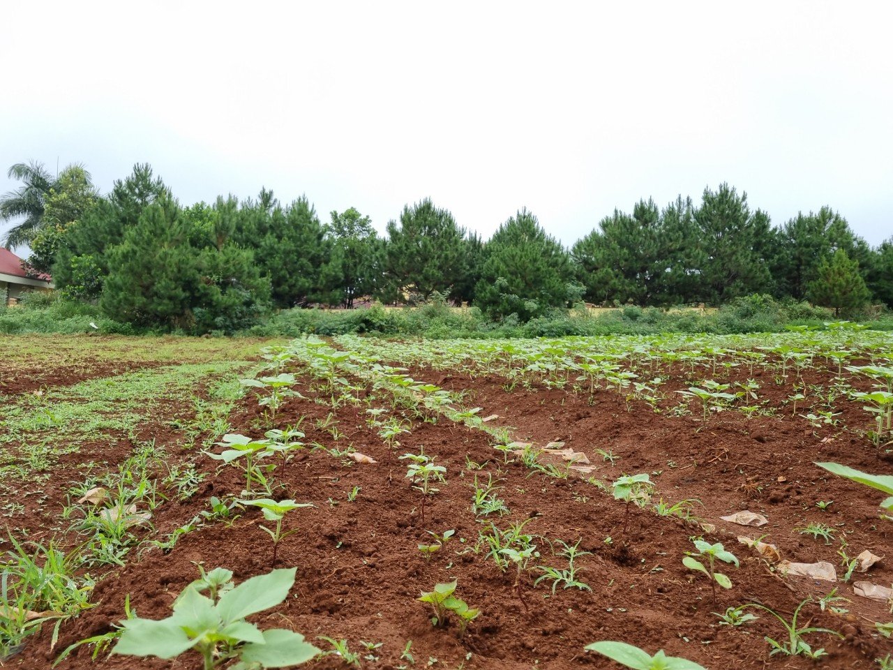 Đắk Nông: 0,5ha hướng dương cắt cành, thu về trăm triệu - Ảnh 4.