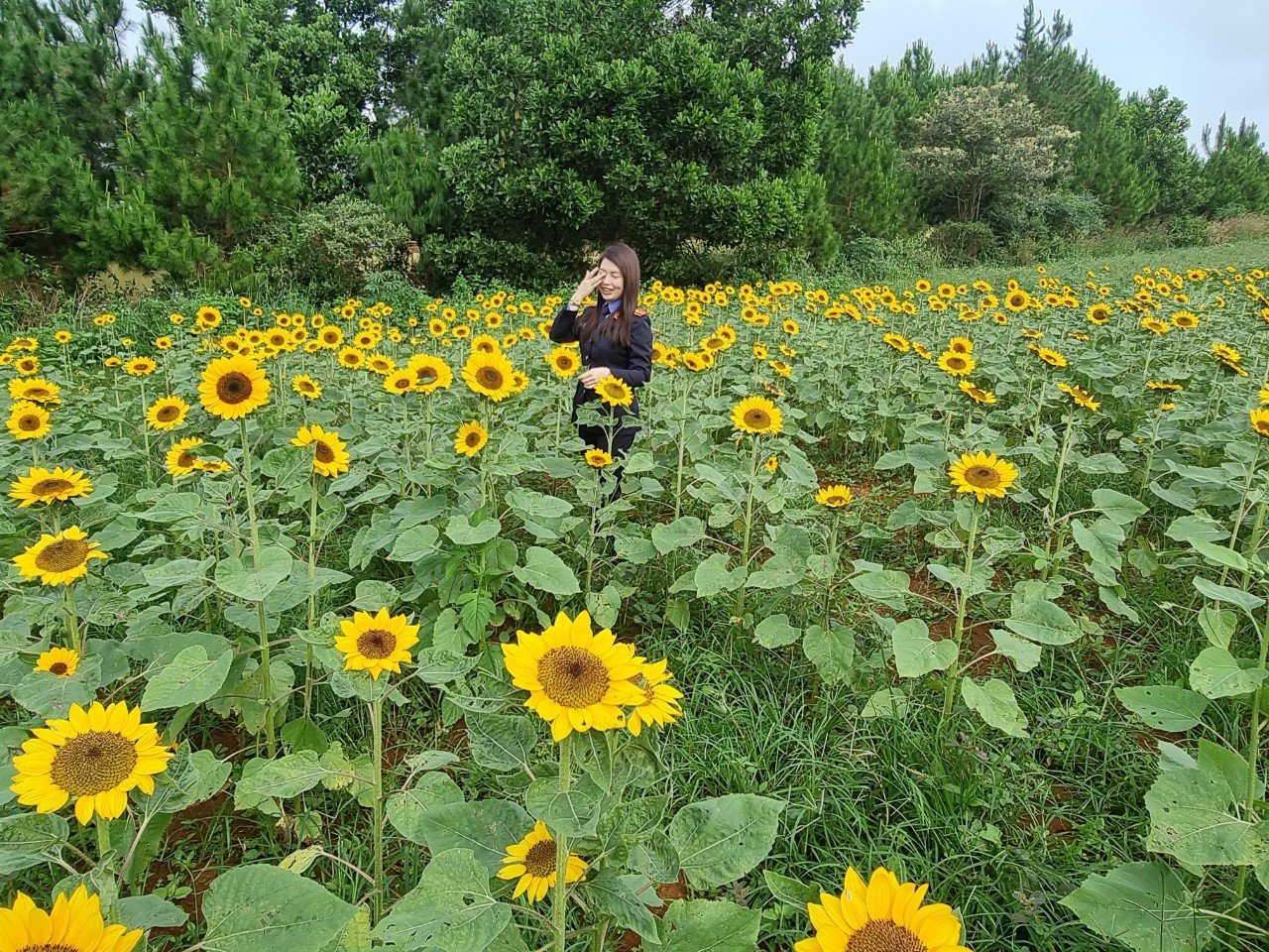 Đắk Nông: 0,5ha hướng dương cắt cành, thu về trăm triệu - Ảnh 2.