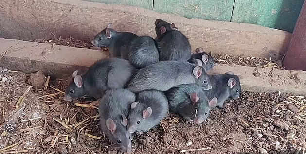 Hiện tượng &quot;vua chuột&quot; là gì và có thực là điềm báo về một thảm họa? - Ảnh 2.