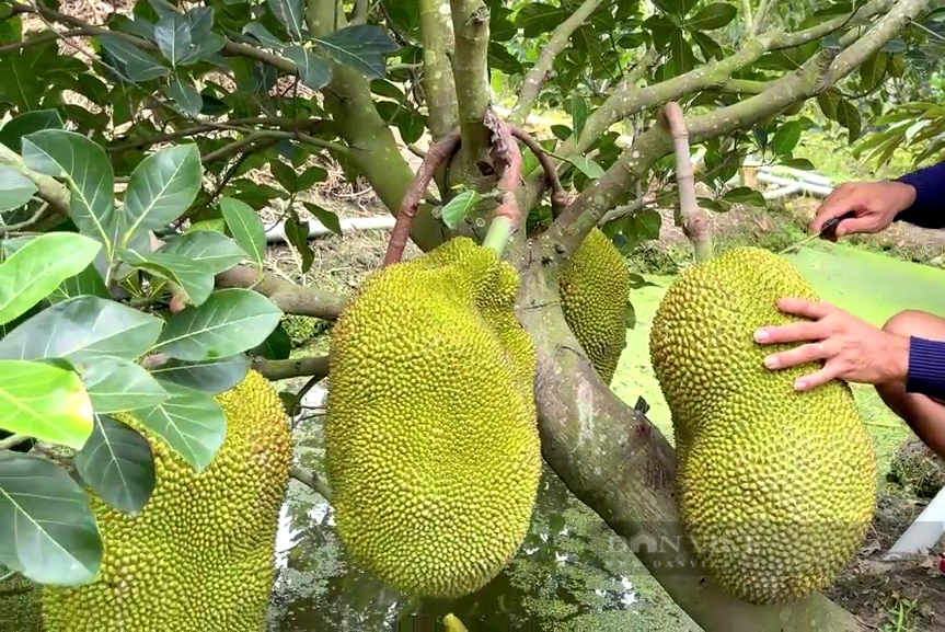 Nông dân miền Tây cuốn cuồn trồng loại mít ruột đỏ tươi thu lời gấp chục lần mít Thái và cái kết đắng - Ảnh 4.