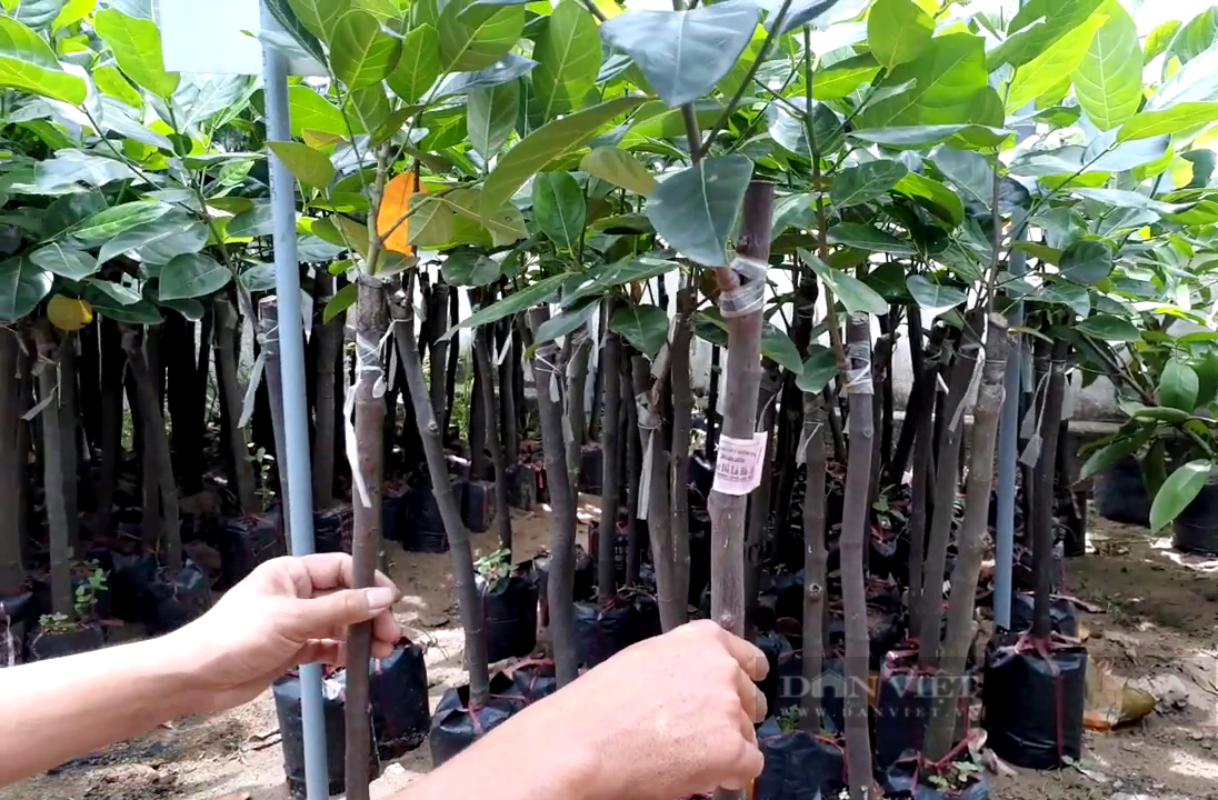Nông dân miền Tây cuốn cuồn trồng loại mít ruột đỏ tươi thu lời gấp chục lần mít Thái và cái kết đắng - Ảnh 5.
