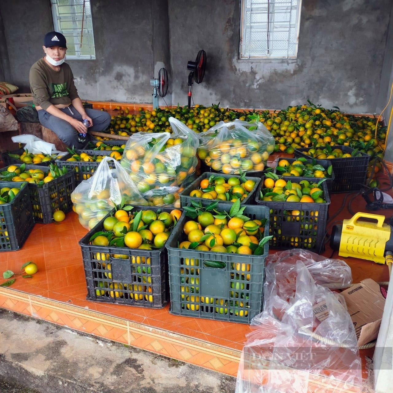 Thực hư thông tin cam Vinh còn 3.000 đồng /kg!?   - Ảnh 1.
