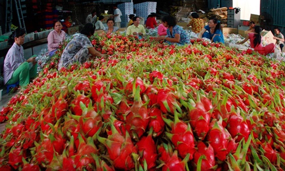 EU tăng tần suất kiểm tra thực tế một số mặt hàng rau quả nhập khẩu từ Việt Nam - Ảnh 2.