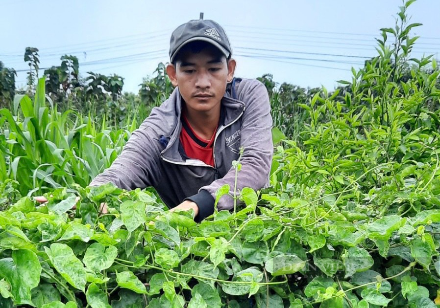 Đắk Lắk: Thử trồng hoa thiên lý trên đất lúa khô cằn, bất ngờ thu nhập tăng gấp 5 lần - Ảnh 3.