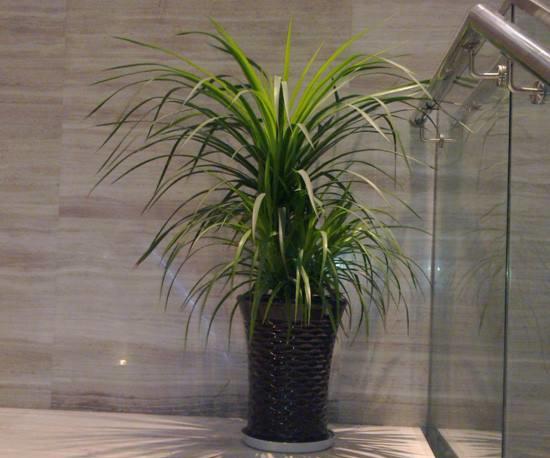 Trồng cây cảnh phong thủy này trong nhà có lợi cho sự phát triển của gia đình - Ảnh 4.