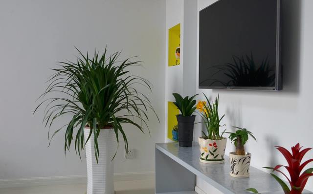 Trồng cây cảnh phong thủy này trong nhà có lợi cho sự phát triển của gia đình - Ảnh 2.
