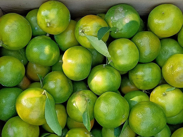 Loại quả nào khiến Võ Tắc Thiên chỉ nếm 1 lần lập tức khen ngợi và yêu cầu nông dân hàng năm cống nạp? - Ảnh 5.