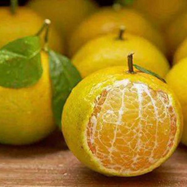 Loại quả nào khiến Võ Tắc Thiên chỉ nếm 1 lần lập tức khen ngợi và yêu cầu nông dân hàng năm cống nạp? - Ảnh 6.