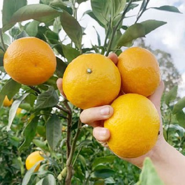 Loại quả nào khiến Võ Tắc Thiên chỉ nếm 1 lần lập tức khen ngợi và yêu cầu nông dân hàng năm cống nạp? - Ảnh 8.