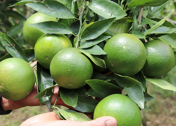 Loại quả nào khiến Võ Tắc Thiên chỉ nếm 1 lần lập tức khen ngợi và yêu cầu nông dân hàng năm cống nạp? - Ảnh 9.