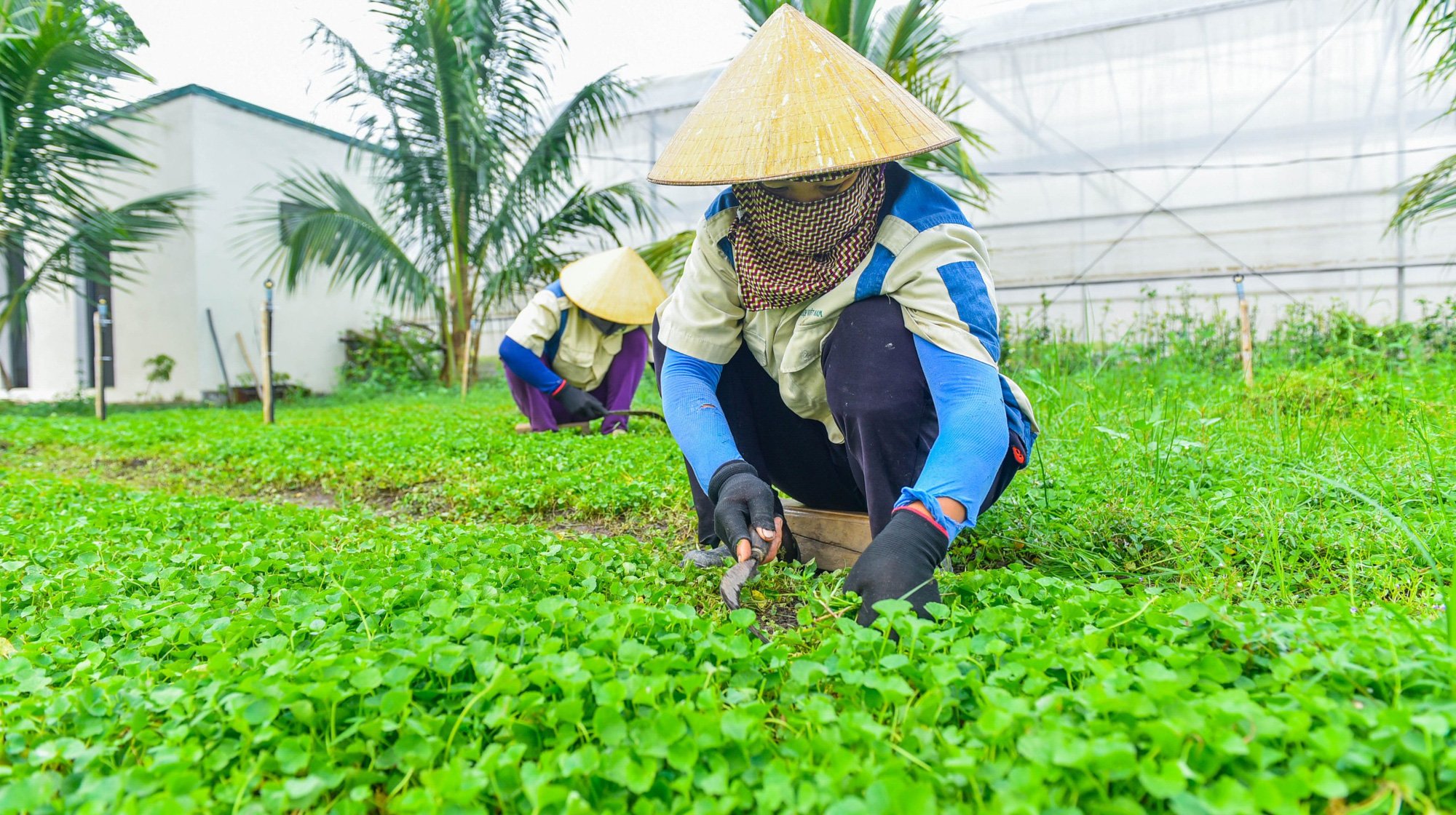 Tỷ phú quê rau má trở thành nông dân Việt Nam chuyển đổi số xuất sắc như thế nào? - Ảnh 6.