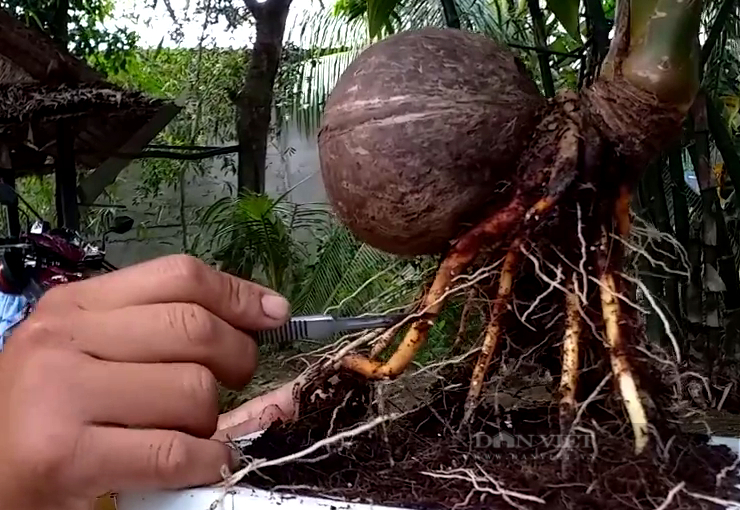 Tiền Giang: Anh công nhân thủy sản “phù phép” ra hàng loạt dừa bonsai siêu mini độc lạ không kịp bán - Ảnh 4.