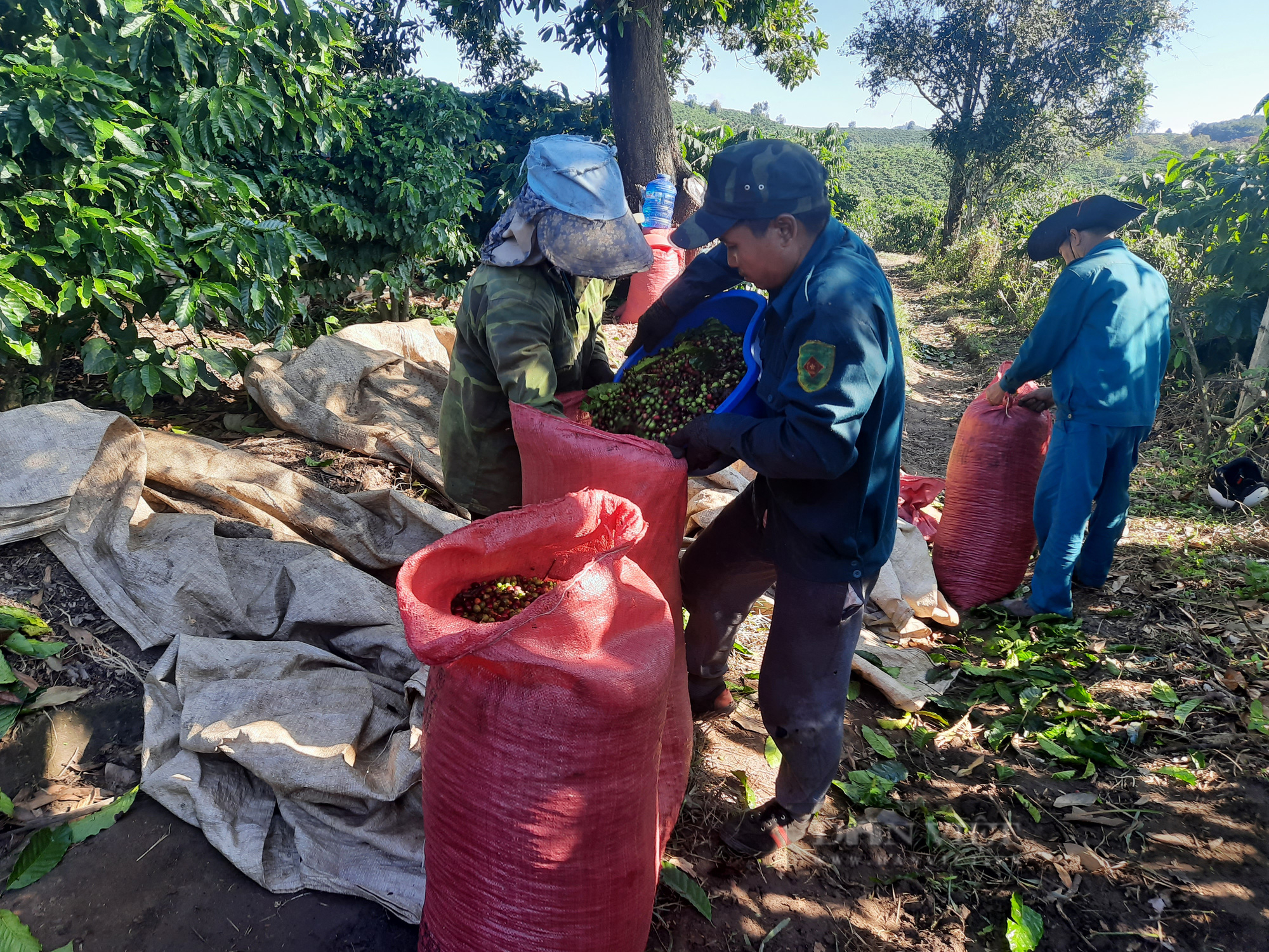  Kon Tum: &quot;Chợ lao động&quot; thu hái cà phê - Ảnh 2.