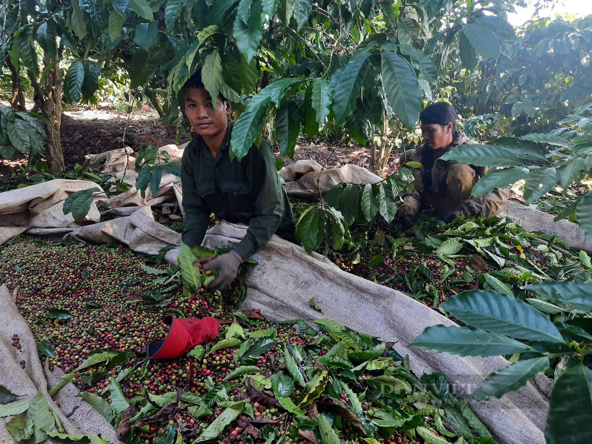  Kon Tum: &quot;Chợ lao động&quot; thu hái cà phê - Ảnh 3.