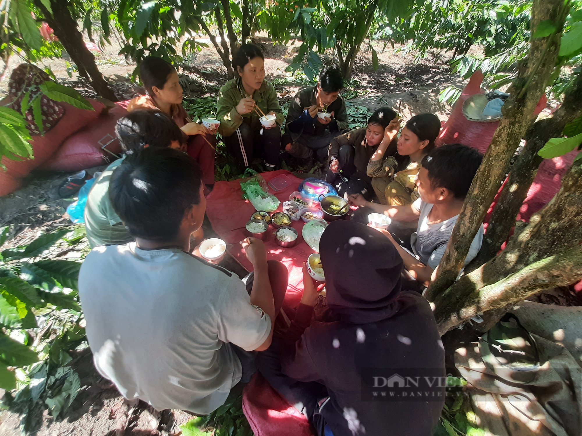  Kon Tum: &quot;Chợ lao động&quot; thu hái cà phê - Ảnh 5.