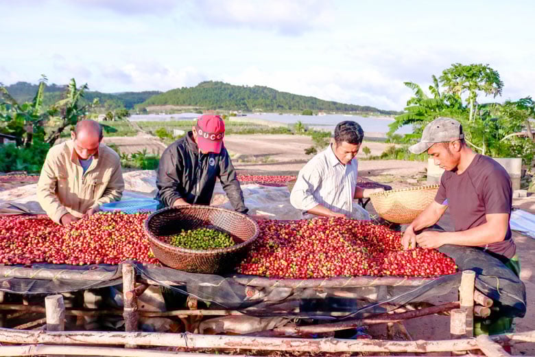 Ở đây giá cà phê năm nay tăng gấp đôi, hái xong vì sao dân phải kỳ công nhặt chọn từng trái chín? - Ảnh 2.