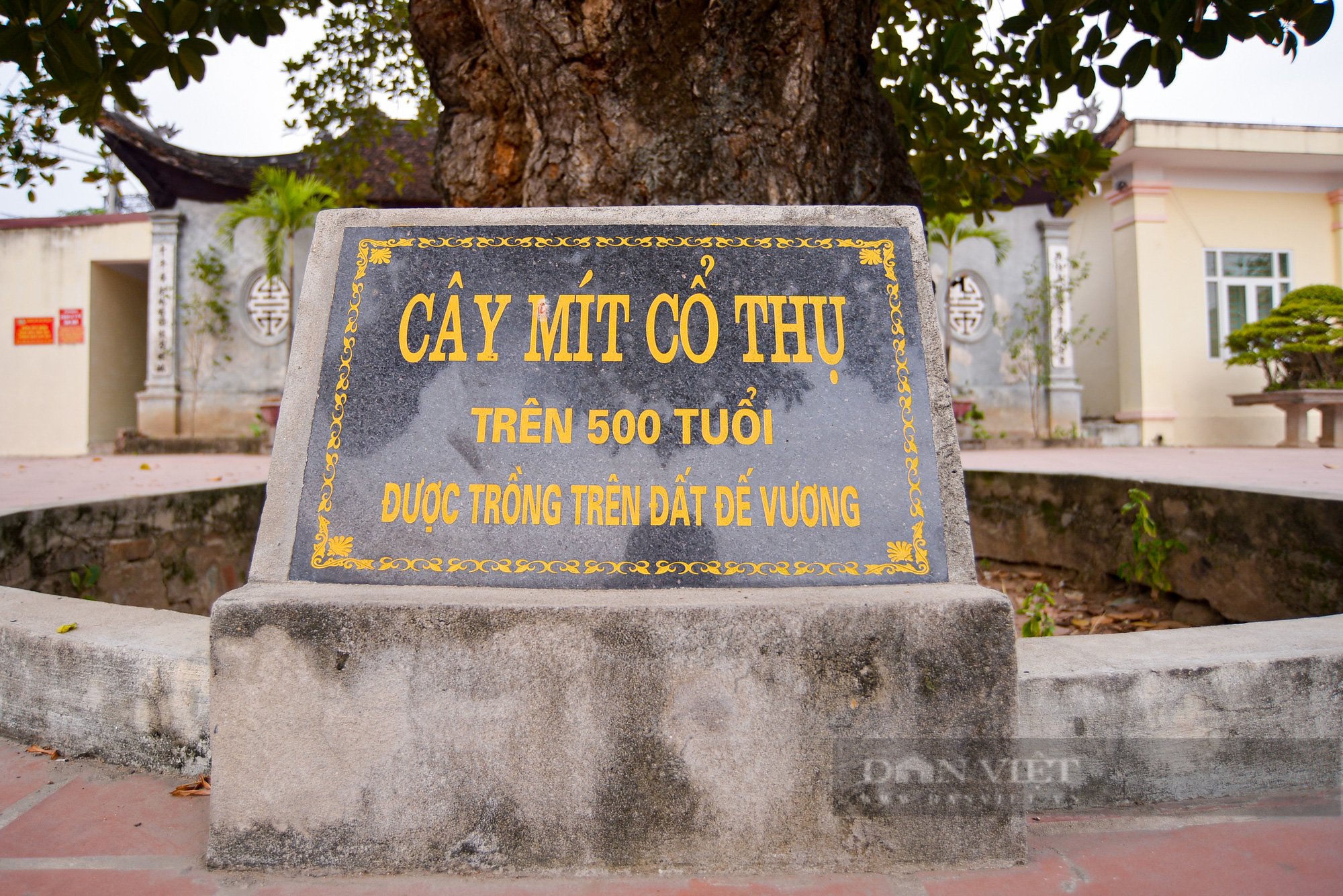 Cận cảnh cây mít trên 500 tuổi có hình dáng cổ quái ở Hà Nội - Ảnh 2.