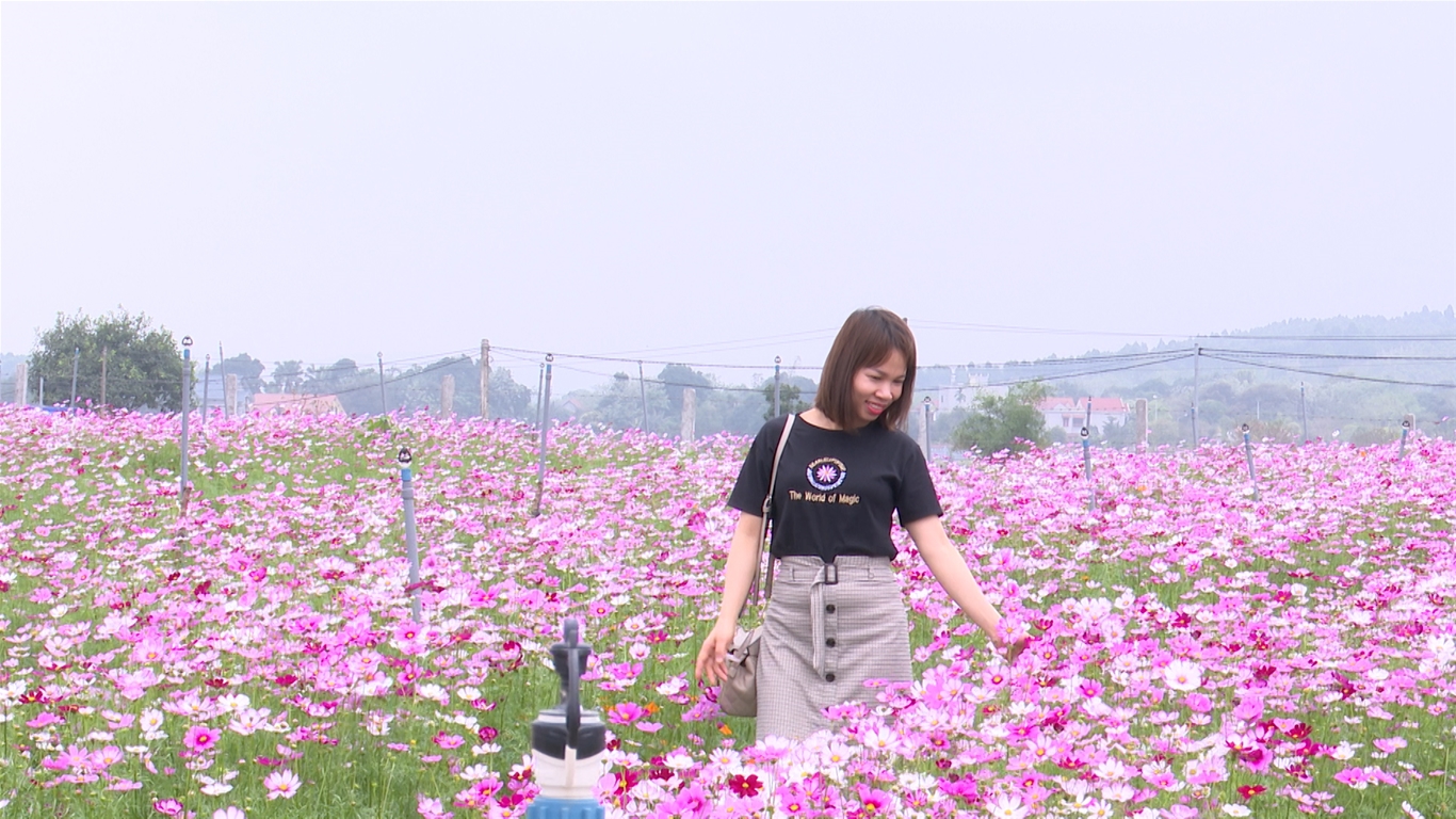 Vãi hạt ra ruộng mọc lên cánh đồng hoa nở đẹp như sao xa, khách gần, người xa kéo đến xem - Ảnh 2.