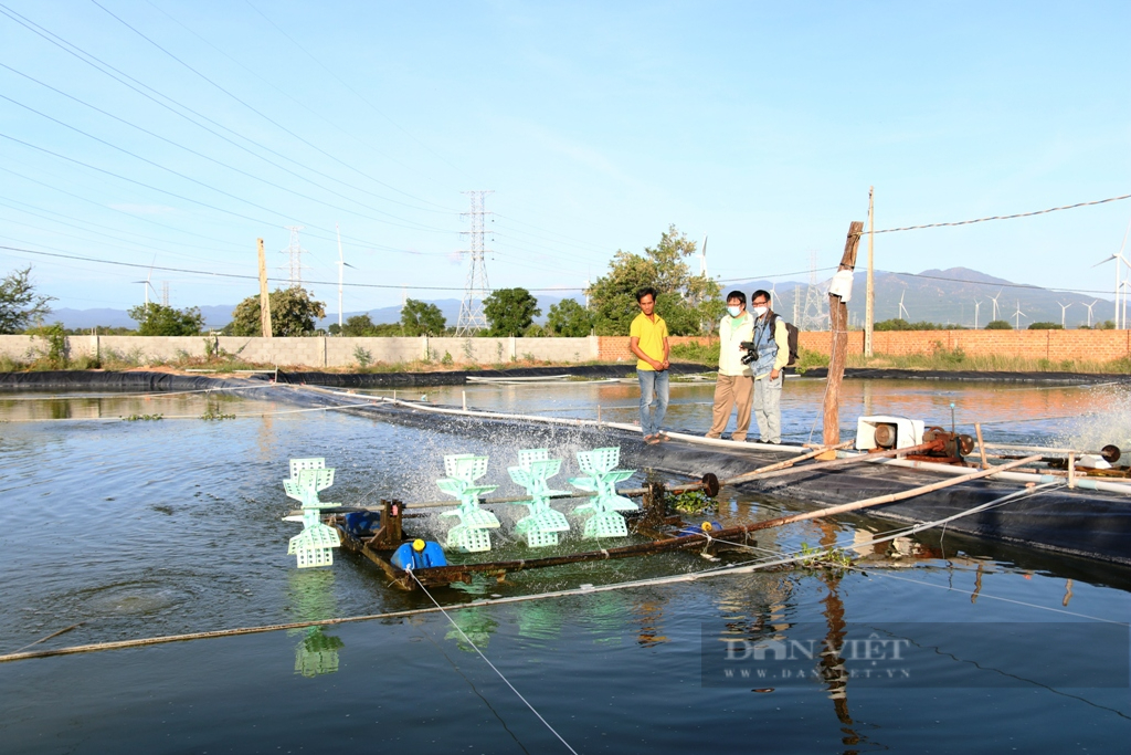Nông dân người Chăm nuôi tôm càng xanh “có 1 không 2” trên miền sa mạc cát Ninh Thuận - Ảnh 1.