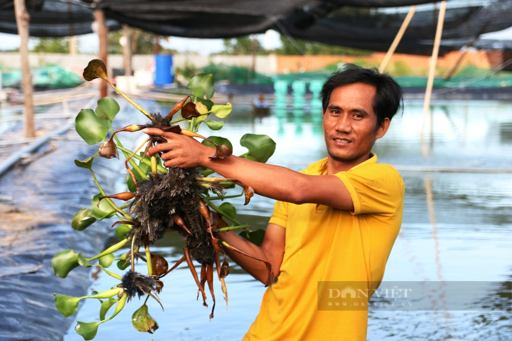 Nông dân người Chăm nuôi tôm càng xanh “có 1 không 2” trên miền sa mạc cát Ninh Thuận - Ảnh 5.