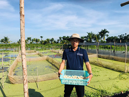 Gác bằng đại học, trai trẻ Bình Thuận bỏ phố về làng nuôi ốc đặc sản bao la bát ngát, hóa ra lại giàu to - Ảnh 1.