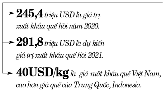 Khai thác “kho vàng” quế  Việt - Ảnh 2.