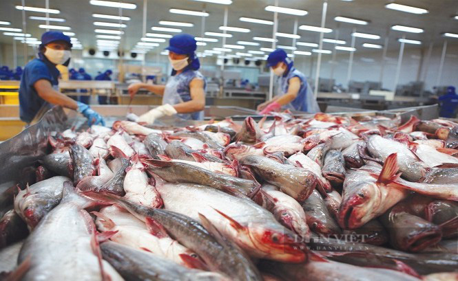 Sản lượng cá nuôi thương phẩm toàn cầu sẽ vượt 40 triệu tấn, Việt Nam cần chú ý gì? - Ảnh 1. Sản lượng cá nuôi thương phẩm toàn cầu sẽ vượt 40 triệu tấn, Việt Nam cần chú ý gì? - Ảnh 1.