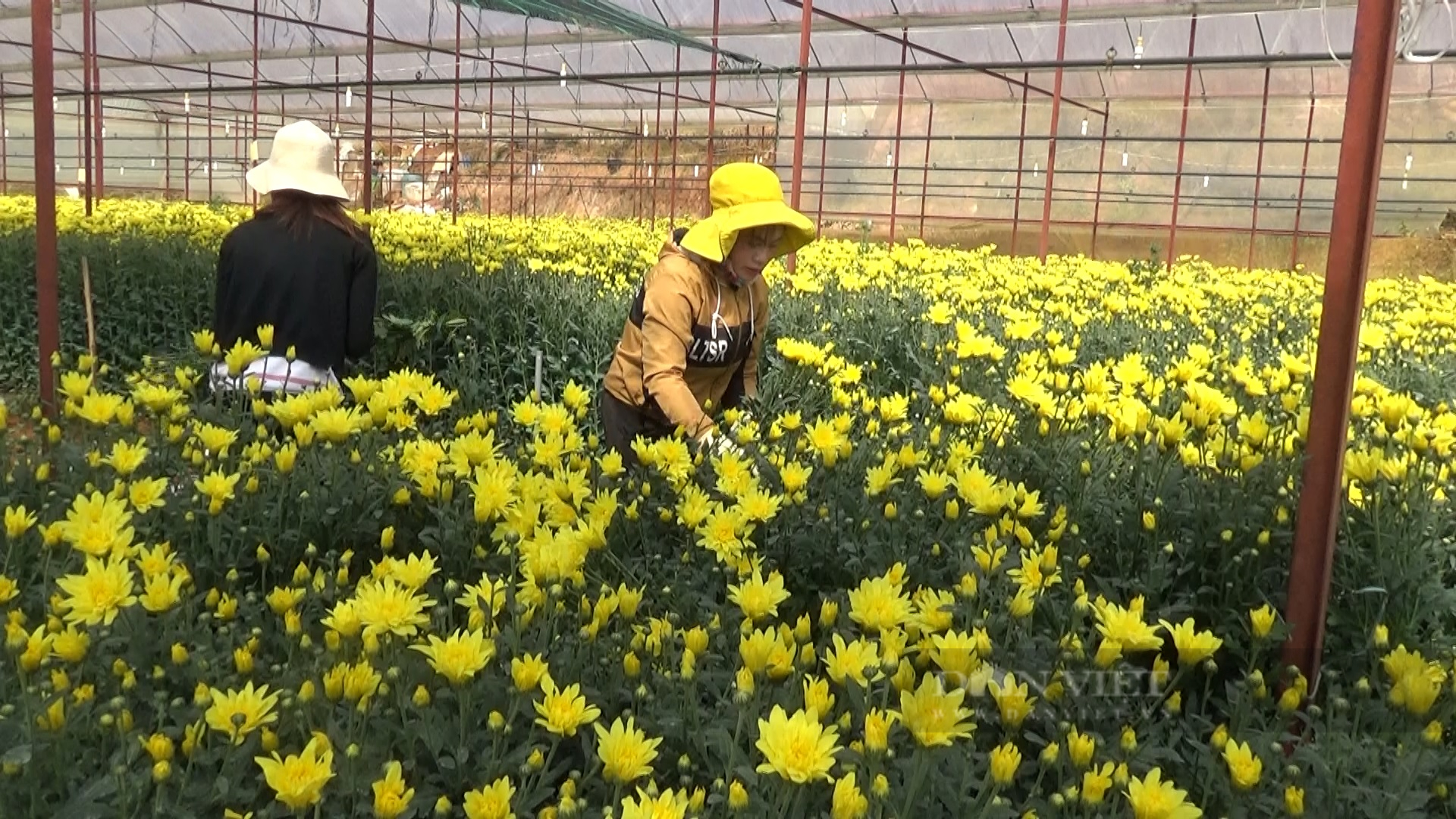 Vì sao người dân có nhà kính, nhà lưới trên đất lâm nghiệp tại Đà Lạt không tự nguyện tháo dỡ? - Ảnh 4.
