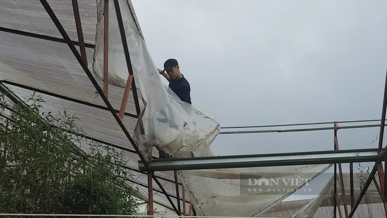 Vì sao người dân có nhà kính, nhà lưới trên đất lâm nghiệp tại Đà Lạt không tự nguyện tháo dỡ? - Ảnh 1.