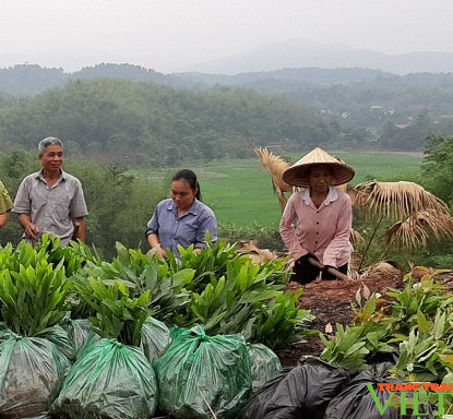 Hoà Bình: Bảo đảm sinh kế cho người trồng rừng - Ảnh 3.