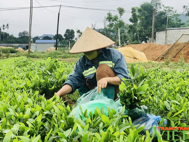 Hoà Bình: Bảo đảm sinh kế cho người trồng rừng - Ảnh 5.